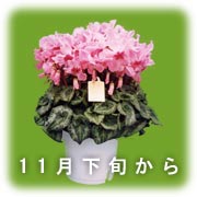 VN